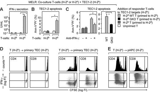 Figure 4. TECs elicit IFN-γ secretion by allospecific T cells. (A-C) Balb/c T cells (H-2d; wild-type, WT) were primed to H-2b alloantigens on B6 splenic pAPCs (▨) and subsequently added to TEC1-2 cells (H-2b). IFN-γ secretion (A) and TEC1-2 apoptosis (Ann+PI− cells in panels B and C) were assessed after 72 hours of this mixed epithelial-lymphocyte (MELR) culture. As controls, B6 T cells (H-2b, primed to H-2d alloantigens), were used ⊡). The addition of unprimed B6 or Balb/c T-cells to TEC1-2 is denoted as (□). Experiments were performed 3 times. Bars depict mean ± SD; *P < .05. (C) In the graph, TEC1-2 apoptosis was assessed after addition of a blocking anti–IFN-γ antibody during MELR, and, on the right, by the use of GKO (Balb/c-IFN-γ−/−; ▪) T cells (H-2d, primed to H-2b), 3 animals per group, *P < .05. (D) Primary TECs are sufficient to prime naïve allogeneic T cells in vitro. Reaggregation cultures of CD45−I-Ab int+high adult TECs (Figure S1) and CFSE-labeled naïve syngeneic T-cells (H-2b, left) or allogeneic T-cells (H-2d, middle) were used to detect ex vivo a graft-versus-host reaction. Top row shows histograms of CFSE fluorescence in CD4+ and CD8+ responder cells. Bottom row is the dot blot analysis of intracellular IFN-γ expression and CFSE labeling. FI indicates fluorescence intensity. As controls, CD45+, I-Ab high cells were used as hematopoietic pAPCs (E). The experiment was repeated twice, with identical results.