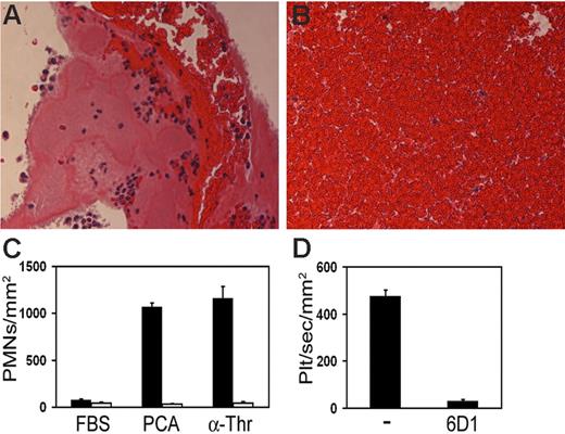 Figure 6. Retention of leukocytes and platelets by thrombi, in vivo, or immobilized PCA, ex vivo. Standard light microscopy (PTAH stain) demonstrated the increased presence of trapped leukocytes in thrombi that developed for 60 minutes in the chamber region of the thrombogenic device. A representative section (A) shows the distribution of leukocytes in and around the thrombus that formed on the wall of a thrombus chamber. Thrombi were rich in fibrin and platelets, attracted leukocytes to their surface regions, and had relatively fewer red blood cells than the same volume of blood clot. For comparison of histology, blood that was clotted for 60 minutes before fixation is also shown in a typical section (B). Polystyrene 24-well plates were coated with PCA or thrombin for 3 hours followed by incubation with heat-inactivated FBS for 20 minutes. Purified leukocytes (2 × 106/mL) were placed on surface-immobilized PCA or thrombin (α-Thr) for 1 hour at 37°C in the absence (▪) or presence (□) of EDTA (5 mM) (C). To quantify the degree of adherent leukocytes, surfaces were washed with HBSS, fixed with paraformaldehyde, and imaged via phase-contrast microscopy. To quantify platelet-PCA interactions (D), fluorescently labeled platelets (plt; 2 μM DiOC6) were reconstituted with RBCs and perfused over PCA-coated coverslips at 300 s−1 for 3 minutes in the absence or presence of the anti-GPIb mAb 6D1 (20 μg/mL). Platelet rolling (transient platelet interactions lasting > 500 ms) was recorded in real time using fluorescence microscopy.