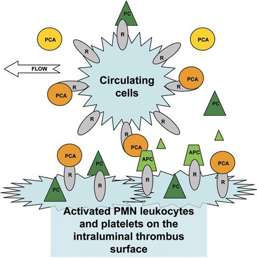 Figure 7. A hypothetical mechanism of the local antithrombotic effect of protein C activators. In this model, circulating cells (eg, platelets, leukocytes) serve as delivery vehicles that carry the pharmacological PCA to the thrombus. Infused PCA is absorbed from the plasma by high-affinity cellular transmembrane receptors (R), for example, by thrombomodulin and GPIb on circulating leukocytes and platelets, respectively. Some of these PCA-loaded cells encounter the thrombogenic site where they become activated, attach, and become the building blocks, entrapped in a fibrin network, of thrombi. The thrombus is characterized by a cell density comparable with some solid tissues, which disproportionally increases the local concentration of PCA, in situ, relative to circulating blood or the intact endothelium. The abundant activated membrane surface on thrombi attracts vitamin K–dependent coagulation factors, including protein C, and provides a platform for the catalytic conversion of protein C (PC) to APC by PCA. APC concentration increases locally, with some of the APC molecules staying on the surface, either receptor or directly membrane-associated. The APC-enriched surface acts as a local anticoagulant that down-regulates thrombin generation and interrupts thrombus propagation without profound systemic anticoagulant effect.
