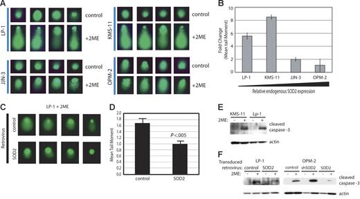 Figure 5. Treatment with 2ME2 results in DNA damage and cleavage of caspase-3, the extent of which is indirectly proportional to SOD2 expression. (A) DNA damage following treatment with 2ME2 was determined by comet assay. Four representative nuclei are shown. (B) Quantitation of the tail moments from the comet assay. The fold change in mean tail moments from 2ME-treated versus untreated cells is shown. For each treatment, 50 tails were measured. Error bars depict standard deviation. (C) DNA damage in cell lines with altered SOD2 was determined by comet assay. Four representative nuclei are shown. (D) Quantitation of the tail moments of the comet assay. A total of 50 tails were measured, and the mean tail moment is shown. Error bars depict standard deviation. (E) Western blot for cleaved caspase-3 in myeloma cell lines following treatment with 2ME2. Actin serves as the loading control. (F) Western blot for cleaved caspase-3 in myeloma cell lines with altered SOD2 following treatment with 2ME2. Actin serves as the loading control.