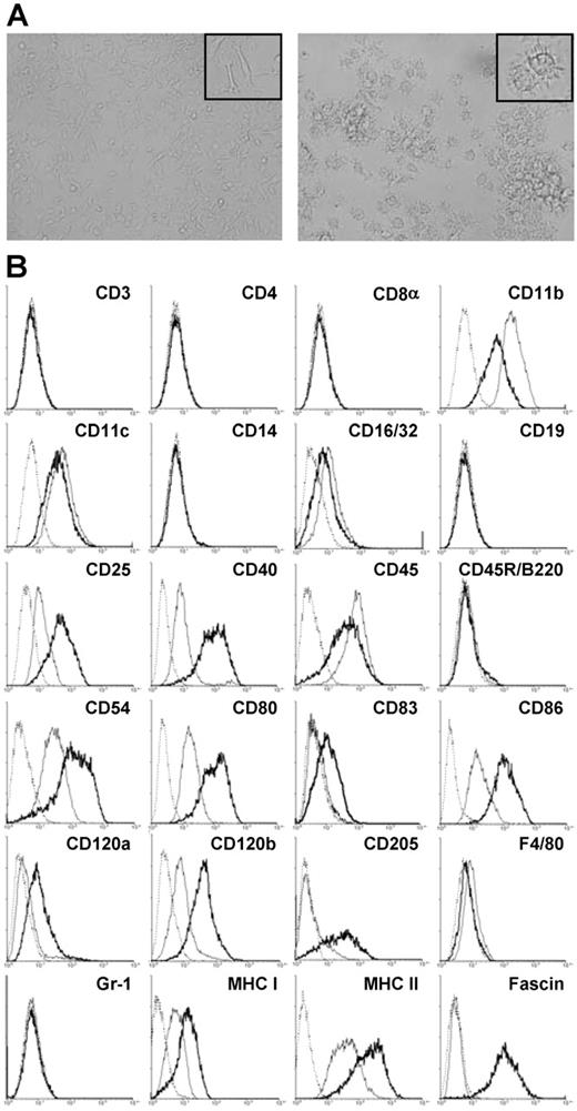 Figure 1. Morphology and phenotype of SP37A3 cells. SP37A3 cells were kept at an immature proliferative state by addition of GM-CSF and M-CSF. To induce maturation, cells were cultivated for 3 days with GM-CSF and proinflammatory cytokines IL-1β and TNF-α. (A) Images of immature (left panel) and mature (right panel) SP37A3 cells were taken at room temperature with cells kept in the respective culture medium (see above) at ×20 magnification (UPlanFI 20×/0.50, 40×/0.75; Olympus Optical, Hamburg, Germany) using an Olympus IX70 inverted microscope (Olympus Optical) equipped with a DXC-950P digital camera (Sony Electronics, NJ) and AnalySIS 3.00 software (Olympus Soft Imaging Solutions, Münster, Germany). Representative sections are shown at ×40 magnification (UPlanFI 40×/0.75; Olympus Optical) in the inserts. Colors, brightness, and contrast of images were adjusted using PhotoShop 5.0 (Adobe Systems, Saggart, Ireland). (B) Cells were stained with mAbs specific for the indicated cell-surface markers. Histograms represent specific mAb binding to immature (thin line) and mature (thick line) SP37A3 cells, as well as binding of isotype-matched control mAb (dotted line). Graphs are representative of at least 2 independent experiments.