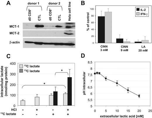 Figure 7. MCT-1 transport activity and lactic acid influx in CTLs. (A) Expression of MCT-1 and MCT-2 in CTL lines and unstimulated human CD8+ T cells (from the same donor, respectively) analyzed by Western blot. Hela cells were used as a positive control. (B) Blocking of MCT transport activity by treating CTLs for 5 hours with 3 or 9 mM CINN or 20 mM lactic acid. Intracellular cytokines IL-2 and IFN-γ were determined by FACS. Results are normalized to untreated CTLs. (C) Uptake of 13C-labeled lactate by CTLs. CTLs were incubated for 30 minutes with 20 mM external 13C-lactate in the presence or absence of HCl (*P < .05; n = 4). Endogenous lactate and the uptake of exogenous lactate and was determined in the cell lysates by mass spectrometry. (D) Decrease of the intracellular pH in CTLs 30 minutes after addition of lactic acid was determined flow cytometrically with SNARF-1. Shown are means ± SEM from 3 independent experiments with different donors.