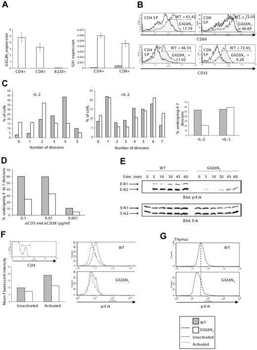 Figure 7. Gli2\#916;N2 expression impairs TCR-induced activation and proliferation of peripheral T cells and reduces ERK phosphorylation. (A) Quantitative RT-PCR analysis of Gli2\#916;N2 transgene expression in FACS-sorted peripheral T-cell populations (left graph). The right graph shows up-regulation of Gli1 transcription on CD4 and CD8 T cells in the Gli2\#916;N2 (\#9641;) compared with the WT (\#9633;). Error bars represent SD. (B) Histograms showing the early activation marker CD69 (top panels) and the later activation marker CD25, on CD4 and CD8 SP cells after 24 hours in culture stimulated with 0.01 \#956;g/mL of each of anti-CD3 and anti-CD28. Gray fill indicates WT; no fill, Gli2\#916;N2. Numbers indicate the percentage of cells falling within the marker. (In all unstimulated controls, CD69 expression was approximately 5%, and CD25 expression was approximately 8%; data not shown). (C) Bar graphs to show cell divisions using CFSE staining in CD4 cells cultured for 96 hours with 0.01 \#956;g/mL of each of anti-CD3 and anti-CD28 with (middle panel) and without (left panel) 20 IU/mL IL-2. The numbers 0-7 represent the number of divisions for cells falling in the marker. Gray indicates WT; white, Gli2\#916;N2 transgenic. The bar graph on the far right shows the percentage of CFSE-labeled cells falling in the markers for 5 to 8 divisions for the WT and the Gli2\#916;N2 transgenic with and without IL-2. (D) Bar graph shows proliferation for WT and the Gli2\#916;N2 transgenic cultured in 0.1, 0.01, and 0.001 \#956;g/mL of each of anti-CD3 and anti-CD28. (E) Western blot showing the levels of phosphorylated (upper panel) Erk1 and Erk2 kinases in WT and Gli\#916;N2 transgenic splenocytes stimulated with 1 \#956;g/mL of each of anti-CD3 and anti-CD28 for the indicated period of time. For comparison, the total levels of Erk kinases expressed in the cytoplasm of stimulated cells is shown (lower panel). (F) Intracellular phosphorylated ERK (p-Erk) on CD4+ cells. Top left histogram shows the CD4+ gate. The right histograms show intracellular p-Erk levels in unactivated CD4+ (dashed line) and CD4+ activated with 1 \#956;g/mL of each of anti-CD3 and anti-CD28 for 2 minutes (gray line). The bar chart shows the MFI (unactivated/activated) for WT (10.0/19.1) and Gli\#916;N2 (7.4/11.5). (G) Histograms to show basal intracellular p-Erk in WT (top, MFI = 45.2) and Gli\#916;N2 (bottom, MFI = 29.0) thymocytes.