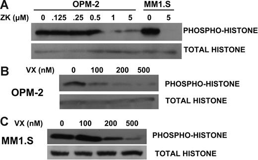 Figure 3. Effect of inhibitors on histone 3B phosphorylation. (A) OPM-2 or MM1.S cells were exposed to increasing concentrations of the ZK inhibitor, after which immunoblot was performed for expression of total histone 3B or phosphorylated histone 3B (on serine 10). (B-C) Similar immunoblot experiments were performed on OPM-2 and MM1.S cells exposed to increasing concentrations of VX-680. The experiments depicted in panels A-C were repeated 3 times with identical results.