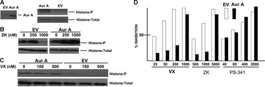 Figure 4. Ectopic aurora A expression inhibits antimyeloma effect of aurora inhibitors. OPM-2 cells were transfected with aurora A (Aur A) or empty vector (EV); cells were selected in vitro and then synchronized by double thymidine block. Four hours after release of the block, lysates were immunoblotted for aurora A expression as well as total histone 3B and phosphorylated histone (on serine 10) as shown in panel A. (B-C) Isogenic transfected cells were treated with increasing concentrations of either ZK (B) or VX-680 (C) and similarly synchronized and immunoblotted for total histone or phosphorylated histone. (D) Aurora A–transfected cells (▪) or empty vector control cells (EV, □) were exposed to increasing concentrations of VX-680, ZK, or bortezomib (PS-341) for 48 hours, after which percent inhibition of growth was determined in MTT assays. Results are means of 3 experiments. The percent inhibition induced by VX-680 and ZK was significantly less (P < .05) in aurora A–transfected cells treated with 25, 50, and 200 nM VX-680 and 500 and 1000 nM ZK.
