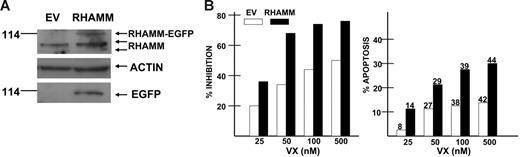 Figure 5. Effect of ectopic RHAMM expression. U266 MM cells were transfected with a RHAMM-EGFP construct (▪) or control empty vector (EV, □). (A) Western assay of transfected isogenic cells synchronized by double thymidine block and then immunoblotted for expression of RHAMM, actin, or EGFP. (B) The transfected cells were exposed to increasing concentrations of VX-680 for 72 hours and then assessed for percent inhibition of growth in MTT assays (left panel) and percent apoptosis (right panel, flow cytometric analysis of activated caspase 3 expression). Dark bars are RHAMM transfectants, and open bars are empty vector control cells. Results are means of 3 separate experiments where the SDs were all less than 5% of the mean. Percent of cells demonstrating tetraploidy are shown on top of bars of right panel. The percent inhibition of growth and percent induced apoptosis was significantly greater (P < .05) for RHAMM-transfected cells at all doses of VX-680.