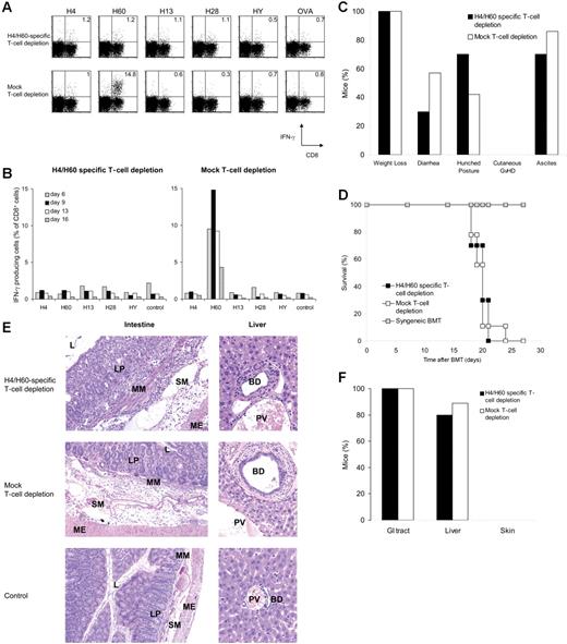 Figure 3. H4/H60-specific depletion abolishes in vivo T-cell responses but not GVHD. Splenocytes from female B6 mice were depleted with Kb-H4 and Kb-H60 tetramers, or mock depleted. Splenocytes (25 × 106) together with 5 × 106 T-cell–depleted BM cells were transferred into lethally irradiated male BALB.B recipients. Peripheral blood was obtained at indicated days after transfer and pooled, and the percentage of CD8+ T cells specific for the different antigens was determined by intracellular IFNγ staining upon a 5-hour peptide restimulation with the indicated MiHAg peptides, or with OVA peptide as a control. (A) Dot plots represent blood samples on day 9 after transfer obtained from mice that received H4/H60-specific T-cell–depleted splenocytes (n = 10; top), or mock depleted splenocytes (n = 9; bottom). Numbers in upper right quadrants reflect the percentage of IFNγ-producing CD8+ T cells of total CD8+ T cells. (B) Kinetics of antigen-specific T-cell responses against the different antigens, measured as described in panel A. (C) Clinical signs of GVHD scored daily starting from day 14 after transfer, when the mice had recovered from irradiation-induced weight loss. (D) Survival plot of male mice that received H4/H60-specific T-cell–depleted splenocytes (▪), mock-depleted splenocytes (□), or female mice that received a syngeneic transfer from female BALB.B donor mice (⊡; n = 4). (E) Histopathologic analysis of intestinal and liver sections obtained after the onset of clinical GVHD. Note that lymphocytic infiltrates are present throughout the intestinal wall and in the periportal area of BALB.B recipients receiving B6 splenocytes (top and middle rows) compared with sections from mice receiving a syngeneic transplant (bottom row). Magnifications: 10 × 1.25 (left panels); × 20 (right panels). L indicates lumen; LP, lamina propria; MM, muscularis mucosae; SM, submucosa; ME, muscularis externa; BD, bile duct; and PV, portal vein. (F) Incidence of histopathologic signs of GVHD in the classical target organs.