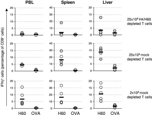 Figure 6. GVHD occurs independent of accumulation of H60-specific T cells within the target organs at the time of disease. Splenocytes from female B6 mice were either depleted with Kb-H4-and Kb-H60 tetramers or mock depleted. Subsequently, either 25 × 106 H4/H60-depleted T cells (top row), 25 × 106 mock-depleted T cells (middle row), or 2 × 106 mock-depleted splenocytes (bottom row) plus 5 × 106 T-cell–depleted BM cells were transferred into lethally irradiated male BALB.B recipients (n = 6 in all groups). After onset of clinical GVHD (•) or at day 21 (○) blood, spleens, and livers were harvested to determine H60-specific or OVA-specific T-cell responses by intracellular IFNγ staining. Each circle represents 1 mouse; bars indicate averages.