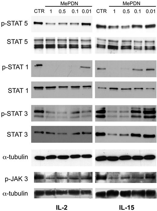 Figure 2. MePDN differently affects the IL-2– or IL-15–induced Tyr phosphorylation of STAT1, 3, and 5 and JAK3 molecules. Purified NK cells were cultured overnight with IL-2 (100 U/mL) or IL-15 (20 ng/mL) in the presence or absence (control = CTR) of different MePDN concentrations from 1 to 0.01 μg/mL (MePDN 1, MePDN 0.5, MePDN 0.1, MePDN 0.01). Total-cell lysates were analyzed by WB using antihuman antibodies against p-JAK3, p-STAT5, p-STAT1, and p-STAT3. Each membrane was probed again with antibodies recognizing the native proteins in order to assess comparable amounts of proteins, with the exception of JAK3. The α-tubulin derived from STAT3 membrane is shown as representative control. For p-JAK3 membranes, only the expression of α-tubulin was analyzed to assess comparable amounts of protein. These data are representative of 7 different experiments.