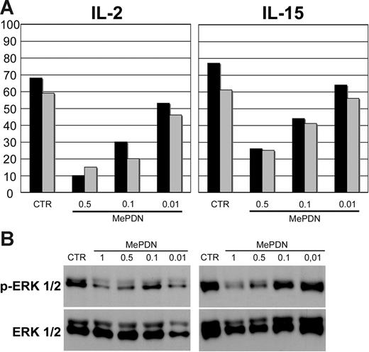 Figure 3. MePDN inhibits both natural cytotoxicity and the cytokine-induced ERK phosphorylation. (A) NK cells were cultured for 5 days with IL-2 or IL-15 in the presence or absence (control = CTR) of MePDN concentrations ranging from 0.5 to 0.01 μg/mL (MePDN 0.5, MePDN 0.1, MePDN 0.01). A 4-hour 51Cr-release assay was performed in order to assess the cytolytic activity against the human HLA class I–negative, the 721-221 B-EBV (▪), or FO1 melanoma cell lines (⊡). The effector-target (E/T) ratio was 5:1. Data are expressed as percentage of target-cell lysis. This is representative of 8 experiments performed. (B) NK cells derived from the same donors were stimulated overnight with IL-2 (100 U/mL) or IL-15 (20 ng/mL) in the presence or absence (control = CTR) of different MePDN concentrations from 1 to 0.01 μg/mL (MePDN 1, MePDN 0.5, MePDN 0.1, MePDN 0.01). Total-cell lysates were analyzed by WB using antihuman antibody against p-ERK1/2 and membranes were probed again with antibody recognizing the native protein in order to assess comparable amounts of proteins. In this figure, a representative experiment of 6 performed is shown.