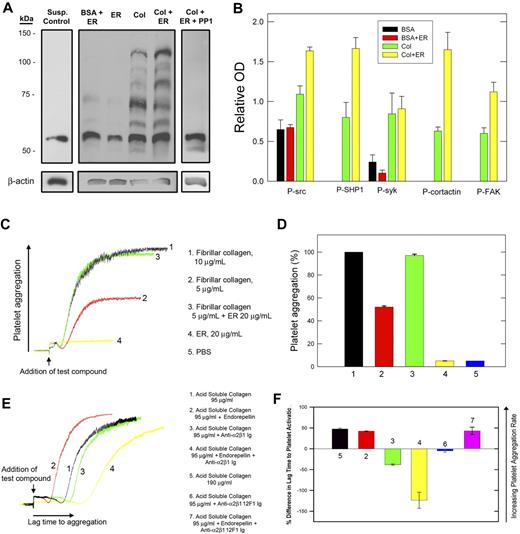 Figure 2. Endorepellin enhances collagen platelet activation and aggregation. (A) Representative immunoblotting (n = 4 experiments) using anti-PTyr antibody (PY20) of total platelet lysate under various conditions as indicated. Washed human platelets were added to wells coated with BSA, ER, or collagen (same concentrations as in Figure 1A) with or without liquid-phase ER (20 μg/mL) or with or without PP1 (10 μM) for 60 minutes at 37°C, followed by removal of nonadherent platelets, lysis of adherent platelets with ice-cold RIPA buffer, and protein separation by 8% sodium dodecyl sulfate-polyacrylamide gel electrophoresis (SDS-PAGE). Control, unplated platelets in suspension are also shown. (B) Optical density quantification (ImageJ software, mean OD ± SE, n = 4) of several phosphorylated proteins as preliminarily identified with specific antibodies (not shown) and indicated in the bottom. (C) Representative superimposed platelet aggregation traces in response to fibrillar collagen with or without ER, or ER. (D) Quantification of percent of maximal aggregation response (as seen with fibrillar collagen 10 μg/mL). Mean ± SE, n = 4. (E) Representative superimposed platelet aggregation traces in response to acid-soluble collagen with or without ER, or with or without anti-α2β1-integrin antibody. (F) Quantification of percent difference in lag time to platelet activation (as compared to the lag time to aggregation obtained with acid-soluble collagen, trace ‘1′ in (E). Effects of a nonfunctional blocking α2β1 antibody (12F1) are also shown.