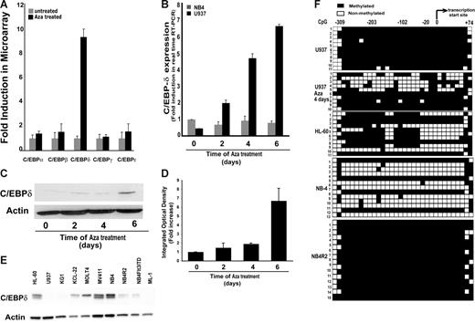 Figure 2. Aza treatment induced the expression of C/EBPδ. (A) Relative levels of mRNA expression of C/EBP family members' transcripts in Aza-cytidine–exposed and nonexposed U937 cells. Indicated are means and standard deviations. (B) Relative levels of C/EBPδ mRNA in Aza-treated or untreated U937 and NB4 cells by real-time RT-PCR. Expression levels were normalized to GAPDH levels. Results shown are mean ± SD of 3 independent experiments. (C) Western blot analysis of C/EBPδ expression in lysates from Aza-treated U937 cells. (D) Densitometry of the Western blot shown in panel C normalized to actin verified induction of C/EBPδ protein after Aza treatment of U937 cells. (E) Western blot showing expression of C/EBPδ in different leukemic cell lines. Total protein lysate was subjected to Western blotting and probed with anti-C/EBPδ and antiactin antibodies. (F) Bisulfite sequencing for C/EBPδ promoter methylation analysis in leukemic cell lines. Filled squares indicate methylated and open squares nonmethylated CpG dinucleotides. The transcriptional start site and the location of the analyzed CpGs (n = 32) are indicated. Individual clones were sequenced.