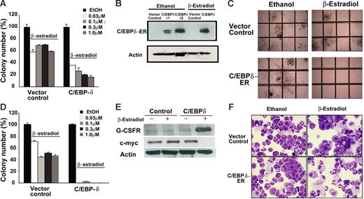 Figure 5. C/EBPδ suppresses growth of primary hematopoietic progenitors. (A) Colony assays showing the growth inhibitory effect of C/EBPδ on hematopoietic progenitor cells. Murine bone marrow cells were transduced with an ER-inducible C/EBPδ construct or empty vector as a control. After 48 hours of transduction, cells were puromycin selected for 2 days. Colony assays were performed in the presence of β-estradiol to activate C/EBPδ. The results are shown as the mean ± SD of 3 independent experiments. (B) Western blot analysis of the colonies obtained in panel A. Blots were probed with anti-C/EBPδ and antiactin antibodies to confirm ectopic expression of C/EBPδ in the colonies. (C) C/EBPδ-transduced primary bone marrow cells in colony assay after replating. C/EBPδ expression completely abolished the colony growth of primary cells on replating. Photograph of representative areas of the plates demonstrates the lack of colony growth after replating in C/EBPδ-overexpressing cells in the presence of β-estradiol. (D) The bars indicate the inhibitory effect of C/EBPδ on colony formation in replating experiments. Results show mean ± SD of triplicates of 2 independent experiments. (E) Western blot analysis with G-CSFR and c-myc antibodies in total protein lysate from C/EBPδ or empty vector control–transduced bone marrow cells. The blot was stripped and rehybridized with actin antibodies. (F) Wright-Giemsa–stained cytospin slides under light microscopy. C/EBPδ or the empty vector–transduced primary bone marrow cells were incubated with β-estradiol for induction of C/EBPδ. Representative morphologic changes seen at day 7 of β-estradiol treatment are shown.
