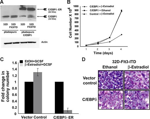 Figure 6. C/EBP inhibits the growth of Flt3-ITD–transformed cells. (A) Western blot analysis of transfected 32D-Flt3-ITD cells. The 32D-Flt3-ITD stable cells were transfected with an ER-inducible C/EBPδ construct or empty vector. Cells were puromycin selected. Lysates were probed with anti-C/EBPδ and antiactin antibody. (B) Growth curve of C/EBPδ-expressing 32D-Flt3-ITD cells. 32D-Flt3-ITD cells with C/EBPδ or control cells were seeded in suspension cultures at the density of 2 × 105/mL in the presence of β-estradiol or ethanol. Cells were counted every 24 hours by trypan blue exclusion method. The results are shown as the mean ± SD of 2 independent experiments. (C) Colony assays were performed with 32D-Flt3-ITD cells expressing the C/EBPδ ER construct. A total of 1000 cells were seeded per dish with either β-estradiol or ethanol. Colonies were analyzed on day 8. Each bar represents the mean ± SD of a representative triplicate experiment. (D) Wright-Giemsa–stained cytospin slides under light microscopy. C/EBPδ or the empty vector–transduced 32D-Flt3-ITD cells were incubated with β-estradiol for induction of C/EBPδ. Representative morphologic changes seen at day 7 of β-estradiol treatment are shown.