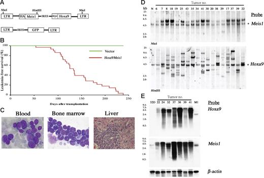 Figure 1. Cotransduction of Hoxa9 and Meis1 induces clonal AML. (A) The structure of the Hoxa9/Meis1 (top) and control (bottom) retroviral vectors. (B) AML developed by BMT with Hoxa9/Meis1-transduced cells. The leukemia-free survival rates of Hoxa9/Meis1 (n = 28, red line) versus GFP (n = 10, green line) mice are shown. (C) The peripheral blood (left) and bone marrow (center) smears stained with Wright-Giemsa show increase of myeloblasts. Diffuse infiltration of leukemic blasts are also observed in liver (right, hematoxylin and eosin staining). Original magnification, 1000× (blood and bone marrow) and 200× (liver). (D) Southern-blot analysis of AML. DNA samples were digested with NheI (top) or HindIII (bottom), which cut the retrovirus at both long terminal repeats (LTRs) or only once within the insert, respectively. Probes used were DNA fragments of Meis1 (top) and Hoxa9 (bottom) coding sequences. Integrations of normal-sized retroviruses were confirmed (top) and monoclonal or oligoclonal integrations were indicated (bottom). Asterisks denote endogenous Meis1 (top) and Hoxa9 (bottom) bands. Normal liver DNA of the C57Bl/6J mouse was used as control (N). (E) Northern-blot analysis of AML. Identical size of transcripts is detected by both Hoxa9 (top) and Meis1 (bottom) probes. RNA samples of 32Dcl3 and M1 myeloid cells were used as controls. The β-actin probe was used as a loading control.