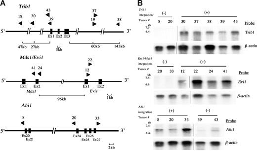 Figure 2. Retroviral integrations at Trib1, Mds1/Evi1, and Ahi1 loci. (A) Physical maps of Trib1 (top), Mds1/Evi1 (middle), and Ahi1 (bottom) loci. Arrowheads indicate location and orientation of each retroviral integration. (B) Northern-blot analysis of Trib1 (top), Evi1 (middle), and Ahi1 (bottom) expression. Overexpression of each gene in leukemias with retroviral integrations (+) is exhibited, whereas only a little or no expression is seen in leukemias without integration at these loci (-). The β-actin probe was used as a loading control. Two groups of lanes in the same filters were cut and pasted together and the borders were indicated by vertical lines.