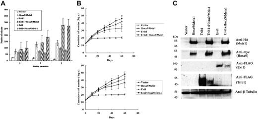 Figure 3. Cooperative enhancement of Trib1 and Evi1 for Hoxa9/Meis1-induced self-renewal and proliferation of myeloid progenitors. (A) Replating assays were performed using primary bone marrow cells infected with indicated retroviruses. The colony numbers in methylcellulose culture during 3 replatings were measured, and significant increase of colonies at the third replating is shown in Trib1/Hoxa9/Meis1 or Evi1/Hoxa9/Meis1 versus Hoxa9/Meis1. The means ± standard deviations from 3 independent experiments are shown. (B) Trib1 and Evi1 cooperatively promote myeloid-cell proliferation with Hoxa9 and Meis1. As in panel A, cumulative numbers of bone marrow cells in liquid culture medium were counted in the indicated duration. The means of the natural logarithm of cell numbers from 3 independent experiments are shown. Statistical analyses indicated that the difference of growth curves was significant between Trib1/Hoxa9/Meis1 and Hoxa9/Meis1 (P = .002) and between Evi1/Hoxa9/Meis1 and Hoxa9/Meis1 (P < .001). (C) Expression of epitope-tagged Meis1 (HA), Hoxa9 (myc), Evi1 (FLAG), and Trib1 (FLAG) in bone marrow cells was confirmed by Western blotting. β-tubulin was used as a loading control.