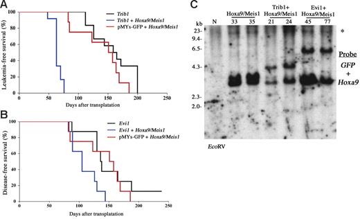 Figure 4. Trib1 and Evi1 accelerate the onset of Hoxa9/Meis1-AML. (A-B) Leukemia- and disease-free survival of animals was compared. Kaplan-Meier survival curves are shown for Trib1 (n = 12), Trib1/Hoxa9/Meis1 (n = 12), and Hoxa9/Meis1 + pMYs-GFP (n = 8) (A). The same analysis was performed for Evi1 (n = 8), Evi1/Hoxa9/Meis1 (n = 8), and Hoxa9/Meis1 + pMYs-GFP (n = 8) (B), although single infection of the Evi1 retrovirus did not induce AML but did induce death due to severe anemia as a result of MDS. (C) Integrations of each retrovirus were confirmed by Southern blotting. Leukemia DNAs were digested with EcoRV and hybridized with GFP (for Trib1 and Evi1 retroviruses) and Hoxa9 probes. N indicates the liver DNA of the normal C57Bl/6J mouse; and *, the endogenous Hoxa9 signal.