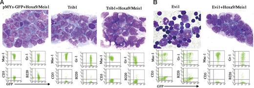 Figure 5. Phenotype of Trib1- and Evi1-related AMLs. (A, Top) Proliferation of myeloblasts in bone marrow of Hoxa9/Meis1 + pMYs-GFP, Trib1, and Trib1/Hoxa9/Meis1 AMLs (Wright-Giemsa staining). (Bottom) FACS analysis of the same AMLs, showing positivities for myeloid markers Mac-1 and Gr-1. (B, Top) Bone marrow samples of Evi1 MDS mouse and Evi1/Hoxa9/Meis1 AML (Wright-Giemsa staining). Original magnification, 1000×. (Bottom) FACS analysis of the same samples.