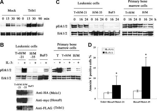 Figure 6. Trib1 enhances phosphorylation of MAPK. (A) Phosphorylation of ERK1/2 on stimulation of HeLa cells by PMA. Overexpression of Trib1 enhances PMA-induced ERK1/2 phosphorylation. (B) Trib1 induces extensive phosphorylation by IL-3 stimulation. IL-3 was added after 16 hours starvation and phosphorylated ERK was examined in Trib1-positive (21) and -negative (35) Hoxa9/Meis1-AMLs (left) and primary bone marrow cells transduced with Trib1 (T), Tirb1/Hoxa9-Meis1 (T + H/M) retroviruses, or only Hoxa9-Meis1 (H/M) retroviruses. ERK phosphorylation in BaF3 cells with same treatment is shown as control. Expression of Hoxa9, Meis1, and Trib1 proteins in leukemia cells are shown by Western blotting. Each box represents a separate experiment. (C) ERK is constitutively phosphorylated in IL-3 depletion. Phosphorylation of ERK was examined after IL-3 removal from growth medium for the same AMLs and primary bone marrow cells used in panel B. Durations of IL-3 starvation are indicated. Each box represents a separate experiment. Three groups of lanes in the same filter were cut and pasted together, and the borders were indicated by vertical lines. (D) Trib1 expression suppressed apoptosis during IL-3 starvation. Frequencies of annexin V–positive cells were compared between Trib1-positive (21) and -negative (35) AMLs 16 hours after IL-3 removal. The means ± standard deviations from 3 independent experiments are shown. *P < .05.