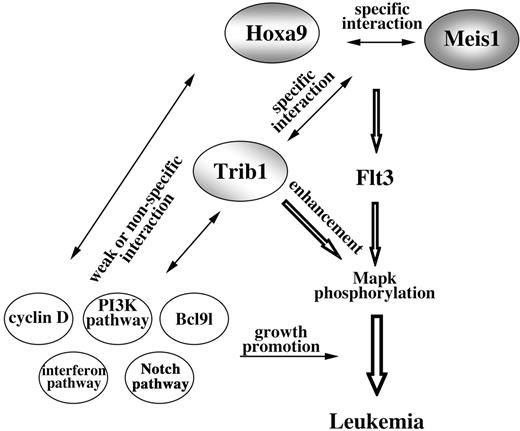 Figure 7. Model of Hoxa9/Meis1/Trib1 interaction in leukemogenesis. Cooperation of Hoxa9 and Meis1 up-regulates Flt3, and as a result the hematopoietic cells are sensitive for cytokine signals. Trib1 enhances the downstream response and thus Mapk phosphorylation is promoted. While cooperations between Hoxa9 and Meis1 and between Trib1 and Hoxa9/Meis1 are specific, subsequent genetic events are less specific for Hoxa9/Meis1/Trib1 pathways.