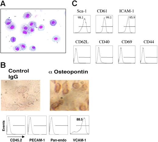Figure 1. Characterization of primary cultured osteoblasts. (A) May-Giemsa–stained cytospin of osteoblasts after in vitro culture for 5 days of calvarial cells of newborn mice, in the presence of 10−7 M PTH. (B, upper panel) Immunostaining of in vitro–cultured osteoblasts with IgG control or an osteopontin-specific antibody. (B, lower panel) Flow cytometric analysis of in vitro–cultured osteoblasts demonstrates no staining with antibodies to hematopoietic (CD45) or endothelial (PECAM-1, Pan-endo) cells, but does show staining with VCAM-1. (C) Flow cytometric analysis of osteoblast monolayers confirms the uniform presence of cell surface proteins known to be present on osteoblasts (Sca-1, CD61, and ICAM-1), but no staining with CD62L, CD40, CD69, or CD44.