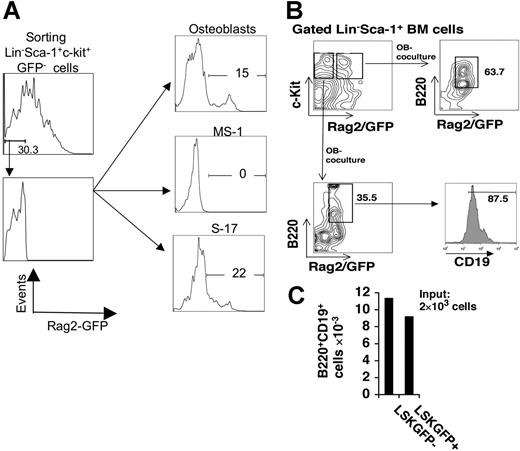 Figure 3. Osteoblasts support the differentiation of RAG2− LSK cells to RAG2+ cells, and to B-lymphoid precursors. (A) BM LSK cells from RAG2 GFP NG BAC mice were analyzed for GFP expression by FACS, and sorted into GFP− and GFP+ populations. GFP− LSKs were cultured for 14 days on either primary osteoblasts, MS-1 endothelial cells, or S17 stromal cells, after which the hematopoietic cells were recovered, stained with nonfluorescein dyes for B220 and CD19, and analyzed for Rag2−GFP, CD19, and B220 expression by flow cytometry. (A) Rag-2−GFP− BM cells generate EGFP-bright cells after 14-day coculture with osteoblasts, and S-17 cells, but not MS-1 endothelial cells. Each coculture was initiated with 3000 LSK Rag2− cells. After 14 days, 1.09 × 105 total hematopoietic cells were recovered from the OB coculture, of which 1.64 × 104 were EGFP bright, whereas none of the 1.2 × 105 cells recovered from the MS-1 coculture was EGFP bright. S17 cocultures generated 7.6 × 104 total cells, of which 1.67 × 104 were EGFP bright. Percent of output cells with green fluorescence higher than control (nontransgenic and transgenic, sorted, Rag-2 GFP−) cells is shown in the figure. (B) GFP+B220+CD19+ B lymphocytes are generated from both GFP− LSK cells and GFP+ LSK cells isolated from RAG2 GFP NG BAC mice, following 14-day cultures on osteoblast monolayers. (C) Absolute numbers of B-lymphocyte precursors produced from cocultures initiated with 105 LSK cells.