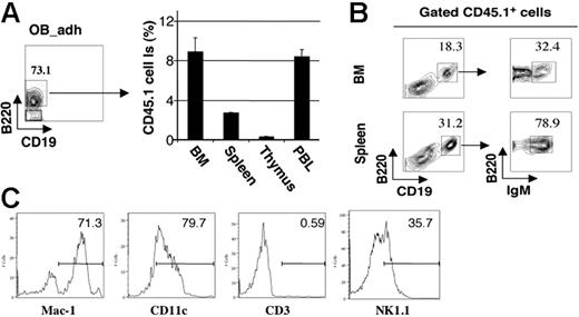 Figure 4. B220+CD19− adherent cells from differentiated LSK cells cultured on OBs in vitro differentiate into IgM+ B cells in vivo. LSK cells from CD45.1+ mice were cultured on (CD45.2+) OB monolayers for 10 days, and the OB-adherent hematopoietic cells (OB-adh) were recovered. B220+CD19− pre-pro-B cells were isolated by FACS and transplanted into sublethally irradiated CD45.2 mice. (A) CD45.1+ cell contributions to recipient bone marrow, spleen, thymus, and blood after 21 days (means ± SD, n = 5). (B) Costaining with CD45.1 and B-cell differentiation markers, demonstrating the presence of donor-derived CD45.1+B220+CD19+IgM+ immature B lymphocytes in BM and spleen (n = 5). (C) Phenotypic characterization of (CD45.1+) donor-derived B220−CD19− cells in recipient (CD45.2+) bone marrow.