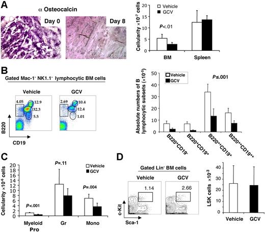 Figure 6. Osteoblast depletion leads to early loss of B lymphopoiesis in bone marrow. Col2.3Δ-TK transgenic mice were treated with vehicle (□) or GCV (▪) for 8 days (n = 5). (A) Osteocalcin staining of bone tissue section at day 0 and day 8 after GCV treatment (left-hand panel), as well as day-8 BM (femurs and tibiae) and spleen cellularities of vehicle- or GCV-treated mice (right-hand panel). (B) Flow cytometric analyses of B-lymphocyte precursors recovered from the BM of vehicle- or GCV-treated mice, with the percent of each subpopulation within the mononuclear bone marrow fractions noted (left-hand panel); absolute numbers of different B-lymphocyte precursor populations within BM after treatment (means ± SD, n = 5) (left-hand panel). (C) Absolute numbers of Gr-1loc-Kit++ myeloid progenitors, Gr-1++Mac-1++ granulocytes, and Gr-1+Mac-1++ monocytes within the BM of vehicle- or GCV-treated mice (means ± SD, n = 5). (D) Detection of Lin−Sca+Kit+ BM cells in vehicle- and GCV-treated mice by flow cytometry, with percent LSK cells noted (left-hand panel), and absolute numbers (right-hand panel) of LSK cells detected in total BM, as determined by multiplying percent LSK cells × total cellularity/femurs + tibias (means ± SD).