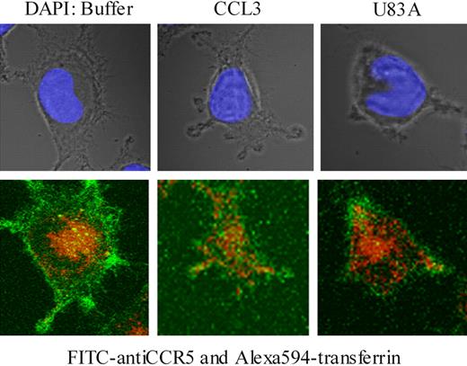 Figure 7. U83A blocks clathrin-mediated endocytosis of CCR5 but not transferrin. U373-MAGI-CCR5E cells were grown on coverslips for 24 hours, then exposed to FITC anti-CCR5 (green; bottom) and Alexa Fluor 594-transferrin (red; bottom) for 20 minutes followed by treatment with buffer only, CCR5 ligands 50 nM CCL3 or 100 nM U83A for 10 minutes and mounted with Vectashield mounting solution (DAPI coloration, showing nucleus under incident light in upper panel). Images were taken by a Zeiss 510 laser scanning microscope at × 630 magnification. Fluorochromes were excited at 488 nm for FITC and 543 nm for Alexa Fluor. Serial 0.39-μm confocal slices were captured, and a slice at 3.9 μm is shown from the Z-stack.