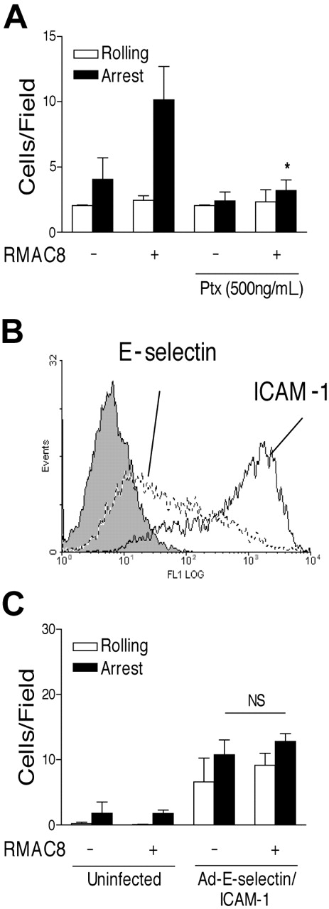 Figure 3. Expression of E-selectin and ICAM-1 is not sufficient to allow IgG-enhanced leukocyte adhesion to ECs. (A) HL60 cells were preincubated with pertussis toxin (500 μg/mL for 5 hours) before perfusion at 1.5 dynes/cm2 over TNFα-stimulated ECs coated with mAb RMAC8. (B) Flow cytometry profiles of E-selectin (mAb 1.2B6, dashed line), ICAM-1 (mAb 6.5B5, black line), and antibody control (mAb MOPC21, filled line) on HMEC-1 cells coinfected with adE-selectin (100 MOI) and adICAM-1 (50 MOI). Note increased expression of E-selectin and ICAM-1 compared with Figure 2A. (C) Lack of effect is shown of mAb RMAC8 on PMN interactions at 1.5 dynes/cm2 on resting ECs, despite increasing E-selectin and ICAM-1 expression by coinfection with adE-selectin (100 MOI) and adICAM-1 (50 MOI). Values are mean + SEM of 3 experiments (*P < .01, NS = not significantly different).
