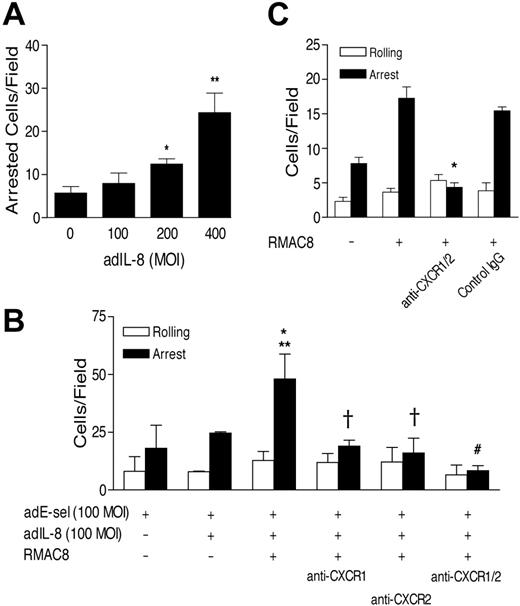 Figure 4. Expression of IL-8 with E-selectin allows mAb RMAC8-enhanced adhesion to ECs. (A) the ability of adIL-8 is shown at increasing MOI to stimulate PMN arrest on HMEC-1 cells coinfected with E-selectin (100 MOI), when assayed at 1.5 dynes/cm2 (*P < .03, **P < .01). (B) adIL-8 (100 MOI) synergized with mAb RMAC8 is shown to increase adhesion (at 1.5 dynes/cm2) to HMEC-1 cells coinfected with E-selectin (100 MOI) and that this was inhibited by anti–CXCR-1 and/or -2 (*P < .05 compared with no adIL8; **P < .04 compared with adIL-8 but no RMAC8; #P < .03, †P < .05 compared with adhesion in the absence of blocking antibody). (C) PMN adhesion to RMAC8-coated TNFα-activated HMEC-1 cells was inhibited by anti-CXCR-1 and -2 (*P < .001). All values are mean + SEM of 3 experiments.