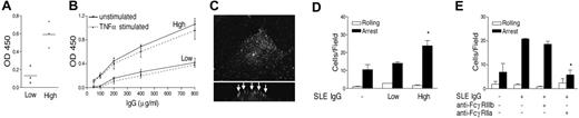 Figure 6. IgG from patients with SLE augments PMN recruitment via FcγRIIa. (A) HMEC-1 cell binding of SLE sera with high- and low-binding activity, as tested by ELISA. (B) Titration of IgG fractions with high- and low-AECA activity on unstimulated and TNFα-stimulated HMEC-1 cells, as tested by ELISA. Values are mean of triplicates ± standard deviation. (C) Purified IgG from sera of patients with SLE with high-level AECA activity was perfused at 400 μg/mL over HMEC-1 cells at 0.83 mL/minute for 5 minutes, after which antibody binding was determined by confocal imaging with biotinylated-conjugated anti–human IgG and AlexaFluor 488 streptavidin. Main panel shows composite Z-stacks and the lower inserts show cell cross-section. Arrows point to the deposition of human Ig on the apical surface of the cells. (D) Deposition of SLE IgG (400 μg/mL) with high-level anti-EC activity enhanced PMN adhesion at 1.5 dynes/cm2 to TNFα-stimulated HMEC-1 cells (*P < .03 compared with either no AECA or IgG with low-AECA activity). Values are mean + SEM of 3 experiments. Panel E shows that AECA-stimulated PMN adhesion at 1.5 dynes/cm2 was fully inhibited by anti-FcγRIIa (IV.3) but not by fab′ anti-FcγRIIIb (3G8) (*P < .02). All values are mean + SEM of 3 experiments.