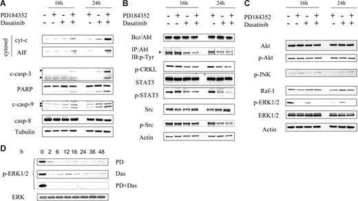 Figure 2. Combined treatment with PD184352 and dasatinib results in a marked increase in mitochondrial injury and caspase activation, and diminishes expression/activation of Bcr/Abl, STAT5, and ERK1/2. (A) K562 cells were treated with PD (5 μM) and dasatinib (0.6 nM) alone or in combination for 16 hours and 24 hours, after which mitochondria-free cytosolic fractions were obtained as described in “Materials and methods” and subjected to Western blot to monitor release of cyt-c and AIF. Alternatively, whole-cell lysates were obtained and subjected to Western blot analysis to monitor activation of caspases and PARP. (B-C) K562 cells were exposed to PD and dasatinib alone or in combination for 16 hours and 24 hours, after which protein lysates were prepared and subjected to Western blot (WB) using the indicated primary antibodies. (D) p-ERK1/2 expression was monitored in cells exposed to either dasatinib or PD184352 alone or in combination. Each lane was loaded with 25 μg protein. Blots were stripped and reprobed with antitubulin antibody to ensure equal loading and transfer of protein. Two additional experiments yielded equivalent results.
