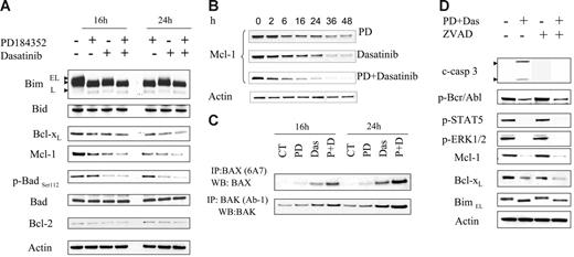 Figure 3. Effects of PD184352/dasatinib on expression of Bcl-2 family members. (A) K562 cells were treated with 5 μM PD with or without 0.6 nM dasatinib for 16 hours and 24 hours, after which cells were lysed and subjected to WB to monitor the expression of Bcl-2 family members. (B) Mcl-1 expression was monitored in cells exposed to either dasatinib or PD184352 alone or in combination. (C) K562 cells were exposed to PD or dasatinib individually or in combination for 16 hours and 24 hours, after which cells were lysed and subjected to immunoprecipitation to monitor Bax and Bak conformational change as described in “Materials and methods.” (D) K562 cells were pretreated with 20 μM ZVAD-fmk for 2 hours followed by PD/dasatinib as described above for 24 hours. At the end of this period, the cells were lysed and subjected to WB to monitor p-Bcr/Abl, p-STAT5, Bcl-xL, Mcl-1, and p-ERK1/2. Each lane was loaded with 25 μg protein. Blots were stripped and reprobed with antitubulin antibody to ensure equal loading and transfer of protein. Two additional experiments yielded equivalent results.