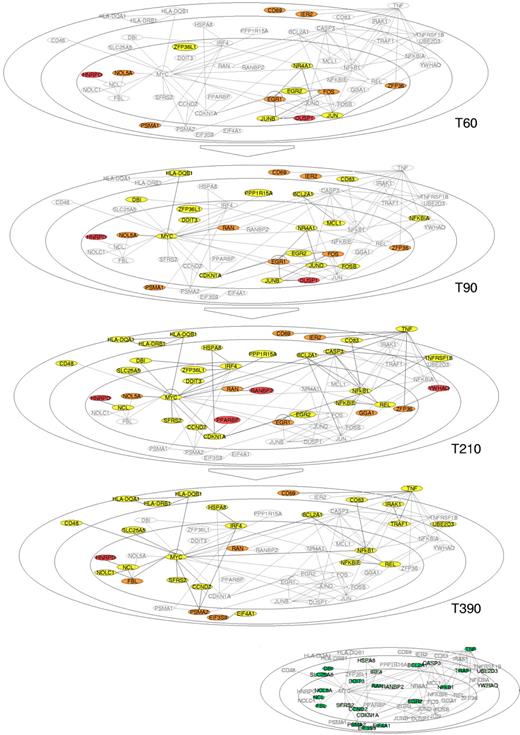 Figure 4. Graphical view of selected gene products based on Ingenuity Pathways Analysis. A cell is shown as an oval (the inner oval represents the nuclear membrane, the 2 outer ovals represent the plasma membrane) depicted at 4 different time points chosen for analysis (60 minutes, 90 minutes, 210 minutes, 390 minutes). Gene products in gray are located according to their respective known function within in the cell graph. Interaction edges between gene products are derived from Ingenuity Systems learning results. Expressed genes at each time point are represented successively in yellow (expressed in every healthy and malignant B cell), orange (differentially expressed between CLL and healthy B cells), and red (differentially expressed between aggressive CLL and indolent CLL). The expression of 3 main different functional group of genes (early transcriptional factors, MYC and NFκB) is represented in the graph across time. The malignant and aggressive malignant specific genes are integrated in these common functional groups of expressed genes and interfere mainly with the life and death balance at multiple levels.