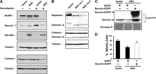 Figure 6. Spindle checkpoint proteins are reduced in AEtr cells. (A) Western blot analysis of BubR1 and securin in K562 vector or AEtr-expressing cells treated with 0.025% DMSO (−) or 1 μg/mL nocodazole (+) for 18 hours. Immunoblot for tubulin indicates relative protein loading. Anti-HA Western shows AEtr expression. The same lysates were also analyzed for cohesin subunit Rad21 and tubulin to show relative protein loading. (B) Western blot analysis of separase full length and the autocleaved form in control or 2 different AEtr pools treated with nocodazole. The same membrane was probed for cohesin, which indicates the cleaved cohesin form is detectable only after a long exposure compared with cohesin in panel A. (C) K562 vector or AEtr-expressing cells were transfected with plasmids encoding EGFP or securin-EGFP. At 48 hours after transfection, cells were treated with 1 μg/mL nocodazole for 18 hours. Cells were monitored for endogenous securin and transfected securin-EGFP expression by immunoblotting, which detected expression of full-length securin-EGFP and C-terminal degraded forms (indicated by asterisks) as well as endogenous securin. (D) Cells were stained with propidium iodide to measure DNA content by flow cytometry. The percentage of cells in mitosis following transfection of EGFP or securin-EGFP for 3 independent experiments is shown. Error bars show SD of the average from 3 independent experiments.