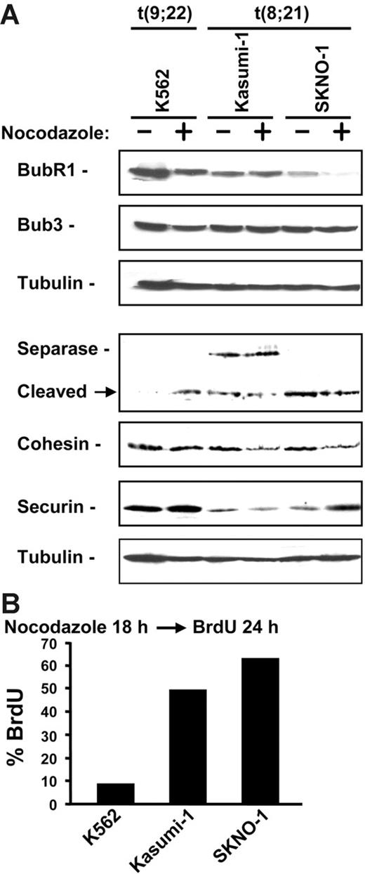 Figure 7. t(8;21) cell lines have disrupted spindle checkpoint. (A) Immunoblot of lysates from K562, Kasumi-1, and SKNO-1 cells treated without (−) or with (+) 1 μg/mL nocodazole for 18 hours. Membranes were probed with antibodies for BubR1, Bub3, separase, cohesin subunit Rad21/scc1, and securin. Tubulin immunoblot shows relative protein loading. (B) Kasumi-1, SKNO-1, and K562 cells were treated with nocodazole for 18 hours and labeled with 10 μM BrdU for 24 hours. Cells were fixed and stained with anti–BrdU-FITC and analyzed by flow cytometry. The percentage of cells stained positive for BrdU is shown.