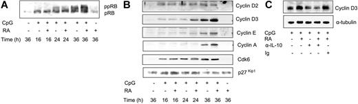 Figure 4. RA enhances phosphorylation of pRB and increases the expression of cyclin D3. (A-B) CD27+ B cells (1 × 106/mL) were stimulated with or without CpG (1 μg/mL) in the presence or absence of RA (100 nM). At indicated time points, total-cell extract was prepared, and protein expression was determined by Western blot analysis. One representative experiment of 3 is shown. (C) CD27+ B cells (1 × 106/mL) were cultured as in panels A-B for 24 hours prior to harvesting. Total -cell extracts were subjected to Western blot analysis and examined for the expression of cyclin D3.
