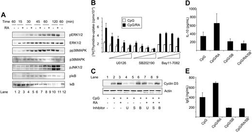 Figure 5. RA modulates the activity of early signaling pathways in CpG-stimulated CD27+ B cells. (A) CD27+ B cells were treated with CpG (1 μg/mL) in the presence or absence of RA (100 nM). At indicated time points, total-cell extracts were prepared, and protein levels were determined by Western blot analysis. Lane 1 indicates medium control, and for lane 12, cells were treated with RA alone. (B) CD27+ B cells (0.5 × 106/mL) were pretreated with U0126 (1, 3, 10, or 20 μM), SB202190 (0.5, 1, 2.5, or 5 μM), or Bay11-7082 (0.5, 1, 2, or 4 μM) for 60 minutes prior to stimulation with CpG (1 μg/mL) in the presence or absence of RA (100 nM), and thymidine incorporation was determined. The data represent mean cpm ± SEM of 5 independent experiments. (C) CD27+ B cells (1 × 106/mL) were pretreated with U0126 (U, 10 μM), SB202190 (S, 0.5 μM), or Bay11-7082 (B, 2 μM) for 60 minutes prior to stimulation with CpG (1 μg/mL) for 24 hours in the presence or absence of RA (100 nM). Total-cell extracts were subjected to Western blot analysis and examined for cyclin D3 expression. One representative experiment is shown. (D) CD27+ B cells (0.5 × 106/mL) were pretreated with SB202190 (0.5 μM) and cultured as described in panel B. Cell supernatants were collected at day 3 and subjected to ELISA specific for IL-10. The results represent mean IL-10 secretion ± SEM of 4 independent experiments. (E) CD27+ B cells were treated as in panel D, and supernatants were harvested at day 5 and subjected to ELISA specific for IgG. The data represent mean IgG secretion ± SD of 2 independent experiments. S indicates SB202190.