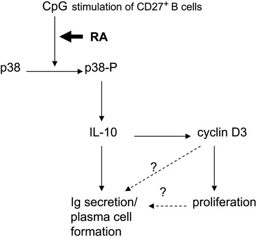 Figure 7. Model for RA-mediated activation of memory B cells. The question mark indicates that a formal proof for a direct connection is lacking.