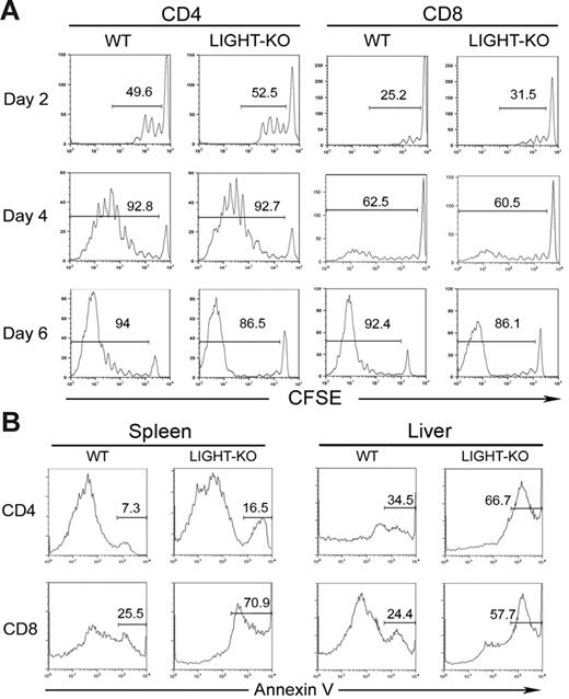 Figure 3. Impaired survival, but competent proliferation, of LIGHT-KO donor T cells in BDF1 recipient mice. (A) BDF1 mice were injected intravenously with CFSE-labeled spleen cells (5 × 107 cells) from WT or LIGHT-KO B6 mice. Division of host-reactive donor T cells was analyzed 2, 4, and 6 days after cell transfer. CFSE intensity of donor CD4+ or CD8+ T cells, gated as H-2Kd-negative CD4+, or CD8+, is shown as a histogram. The percentage of donor T cells with more than one division is indicated in each panel. (B) BDF1 mice were injected intravenously with 5 × 107 spleen cells from WT or LIGHT-KO B6 mice. Seven days later, spleen cells and liver lymphocytes from the BDF1 recipients were harvested and stained with Annexin V, anti–H-2Kd mAb, and either anti–CD4 or anti–CD8 mAb. Annexin V staining of donor CD4+ or CD8+ T cells, gated as H-2Kd-negative, CD4+, or CD8+, is shown as a histogram. Percentage of Annexin V–positive cells in donor T cells is indicated in each panel. Data representative of 3 independent experiments are shown.