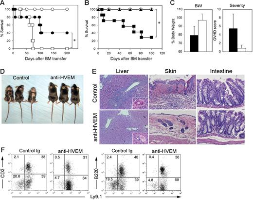 Figure 5. Treatment of mouse GVHD by antagonistic anti–HVEM mAb. (A) BDF1 mice (n = 5 in each group) were exposed to lethal-dose irradiation (12 Gy) followed by intravenous injection of 5 × 106 T cell–depleted B6 BM cells alone (○) or together with 3 × 106 B6 T cells. In the groups receiving T-cell transfer, the mice were treated intraperitoneally with 150 μg LBH1 (•) or control hamster IgG (□) on days 0, 3, and 6 after BM transfer. The survival of recipient mice was monitored daily. *P = .03. (B) B6 mice (n = 7 in each group) were exposed to lethal-dose irradiation (10 Gy) followed by intravenous injection of 4 × 106 T cell–depleted C3H.SW BM cells alone (○) or together with 3 × 107 C3H.SW spleen cells. In groups with spleen cell transfer, the mice were treated intraperitoneally with 100 μg LBH1 (▴) or control Ig (▪) on days 0, 5, 10, 15, 20, and 25. The survival of recipient mice was monitored daily. *P = .003. (C) On day 60 after BM transfer under the same conditions described for panel B, the percentage of body weight compared to the original (pre-BM transfer) and GVHD clinical scores of recipient mice treated with either LBH1 (open bar) or control IgG (filled bar) are shown as average ± SD. At the same time, gross appearance of recipient mice (D) and pathological analyses of liver, skin, and large intestine by H&E staining (magnification, 200 ×/400 × in liver and 200 × in others) (E) are shown. In the sections of colon, apoptotic epithelial cells are indicated by white arrowheads. (F) Spleen cells from the recipient mice surviving GVHD at least 40 days following injections of LBH1 or control Ig were examined for the expression of Ly9.1 and CD3 or B220 by flow cytometry. Percentages of cells in each quadrant are indicated. Representative data from 2 independent series of experiments are shown.