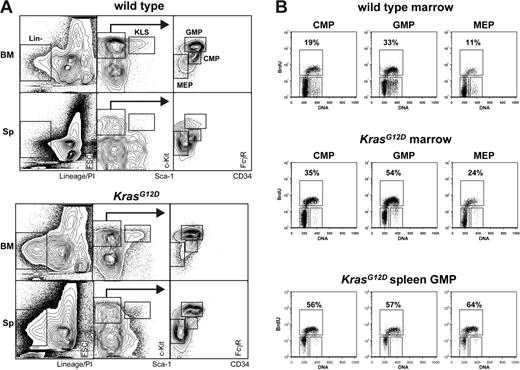Figure 2. In vivo BrdU incorporation by WT and Mx1-Cre, KrasG12D bone marrow cells. (A) Gating strategy for enumerating progenitor populations in bone marrow and spleen, which are quantified in Table 1. (B) Bone marrow and spleen cells were harvested from Mx1-Cre, KrasG12D (n = 3) and littermate control (n = 3) mice 2 hours after intraperitoneal injection with BrdU. Marrow samples from animals with like genotypes were pooled. CMPs, GMPs, and MEPs were isolated from the pooled samples by FACS and stained for BrdU incorporation (vertical axis) and DNA content (PI; horizontal axis). To assess variation among animals, splenic GMPs were isolated from each of the 3 individual Mx1-Cre, KrasG12D mice and analyzed as described above (bottom panel).