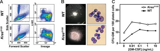 Figure 3. Mx1-Cre, KrasG12D c-kit+ lin−/low bone marrow cells form abnormal CFU-GM colonies and are hypersensitive to GM-CSF. (A) The c-kit+ lin−/low population analyzed in these studies was isolated by first gating live, nonneutrophil cells based on scatter properties and then gating cells that expressed c-kit and had no or low expression of the mature lineage markers. (B) CFU-GM colonies grown from single c-kit+ lin−/low cells were photographed (left; original magnification × 40) and cytospin preparations were stained with Wright-Giemsa (right; original magnification × 500). (C) c-kit+ lin−/low cells (100-1000 per mL) from WT (▪) or Mx1-Cre, KrasG12D (○) mice were plated in methylcellulose medium with a range of GM-CSF concentrations.