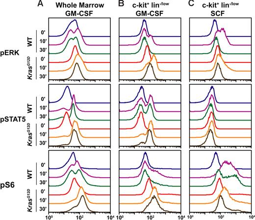 Figure 4. c-kit+ lin−/low cells have genotype-specific signaling profiles that vary with the cytokine stimulus. Serum- and cytokine-starved whole bone marrow from WT and Mx1-Cre, KrasG12D mice was stimulated with GM-CSF (10 ng/mL) or SCF (100 ng/mL) for 10 or 30 minutes. Levels of phosphorylated ERK, STAT5, and S6 were measured using phospho-specific flow cytometry in the (A) whole marrow and (B-C) in the c-kit+ lin−/low subset. The figure shows representative data from 10 independent experiments.