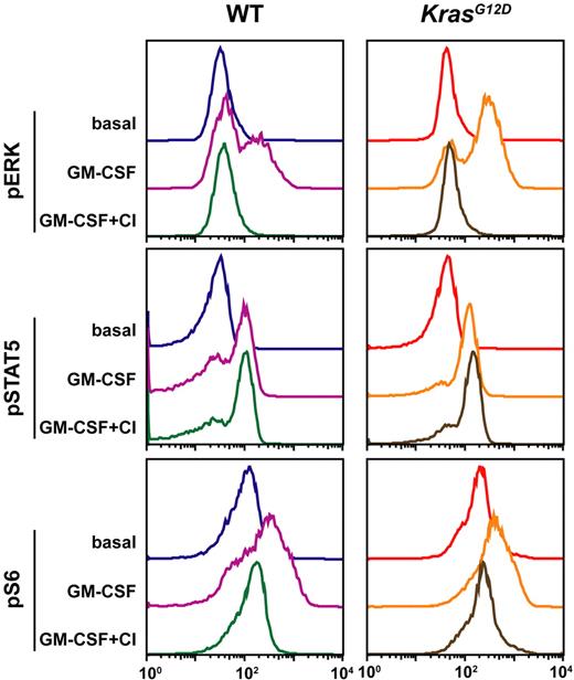 Figure 6. Pharmacodynamic monitoring of MEK inhibition in c-kit+ lin−/low cells by multi-parameter FACS. Bone marrow was obtained from WT and Mx1-Cre, KrasG12D mice 2 hours after they received an intraperitoneal injection of vehicle control or CI-1040. The bone marrow was quickly harvested and stimulated with GM-CSF (10 ng/mL) for 10 minutes. Levels of phosphorylated ERK, STAT5, and S6 were measured in the c-kit+ lin−/low subset. These data were confirmed in a second experimental group.