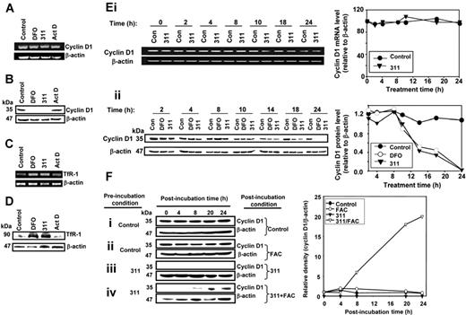 Figure 1. Iron chelators down-regulate cyclin D1 protein but not mRNA expression, an effect that can be reversed by Fe supplementation. Cellular Fe depletion after a 24-hour incubation with DFO (250 μM) or 311 (25 μM) either (A) has no effect on cyclin D1 mRNA; (B) decreases cyclin D1 protein levels; (C) markedly increases both TfR1 mRNA; and (D) markedly increases both TfR1 protein levels. actinomycin D (AD; 9 nM) was used as a DNA-damage control (A-D) and had no effect on cyclin D1 or TfR1 expression. (Ei) Kinetic study over 24 hours with Fe chelators showing that cyclin D1 mRNA levels were not significantly altered compared with cells incubated with control medium, while (Eii) cyclin D1 protein levels are decreased after 14 hours during incubation with chelators. MCF-7 cells were incubated with control medium or medium containing 311 (25 μM) or DFO (250 μM) for up to 24 hours at 37°C. Cells were harvested and RT-PCR and Western analysis performed. (Fi-iv) Reincubation of 311-treated cells with the Fe source FAC restores cyclin D1 protein levels. Cells were preincubated with either medium alone or medium containing 311 (25 μM) for 24 hours at 37°C and then reincubated with FAC (100 μg/mL) in the presence or absence of medium containing 311 (25 μM) for 4 to 24 hours at 37°C. Cells were harvested for Western analysis. Results are a representative experiment from 4 performed.