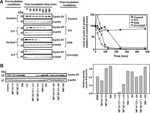 Figure 3. Incubation with 311 decreases cyclin D1 protein half-life and this is mediated by proteasomal activity. (A) 311 decreases cyclin D1 half-life. MCF-7 cells were preincubated with either medium or medium containing 311 (25 μM) for 12 hours at 37°C and then postincubated for 20 to 480 minutes at 37°C with either media alone (control), 311 (25 μM), the protein synthesis inhibitor CHX (10 μg/mL), or CHX (10 μg/mL) and 311 (25 μM). Cells were harvested, and Western blot analysis was performed. (B) The proteasomal inhibitors LC and MG prevented the chelator-mediated decrease in cyclin D1 protein levels, while the DNA-damaging agent Act D (AD) had no effect. MCF-7 cells were incubated for 24 hours at 37°C with either LC, MG, 311, 311 and LC, 311 and MG, AD, AD and LC, AD and LC, or AD and MG. Cells were harvested, and Western blot analysis was performed. Results in panels A and B are representative of 5 and 3 experiments, respectively.