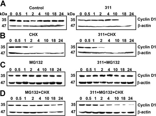 Figure 4. Inhibition of both protein synthesis and proteasomal degradation results in the identification of another mechanism of Fe depletion–mediated cyclin D1 degradation. (A-D) Effect of 311 on cyclin D1 expression in MCF-7 cells in the presence of the proteasomal inhibitor MG, and the protein synthesis inhibitor CHX. MCF-7 cells were incubated for 0.5 hours to 24 hours at 37°C with either control medium or this medium containing 311 (25 μM) in the presence of either or both MG (20 μM) and CHX (10 μg/mL). Cells were harvested, and Western blot analysis was performed. Results shown are from a representative experiment of 3 performed.